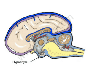 Hypophyse