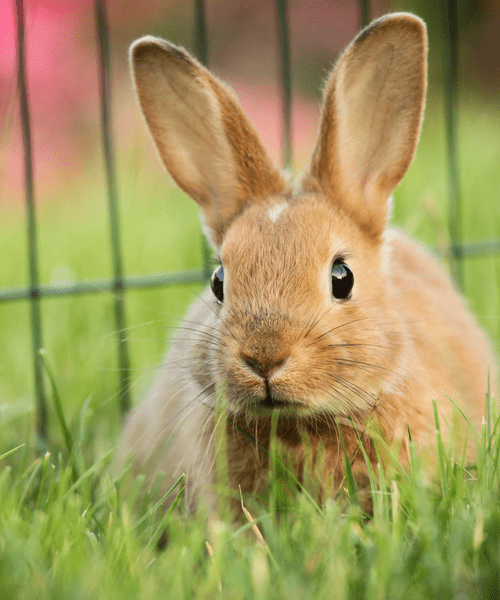 Lagomorphe