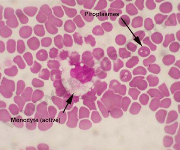 Monocyte