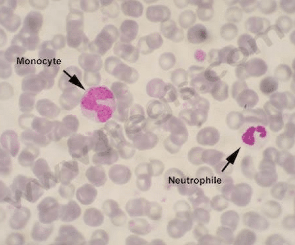 Monocyte
