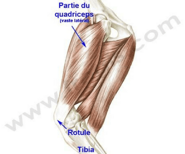Muscle quadriceps fémoral