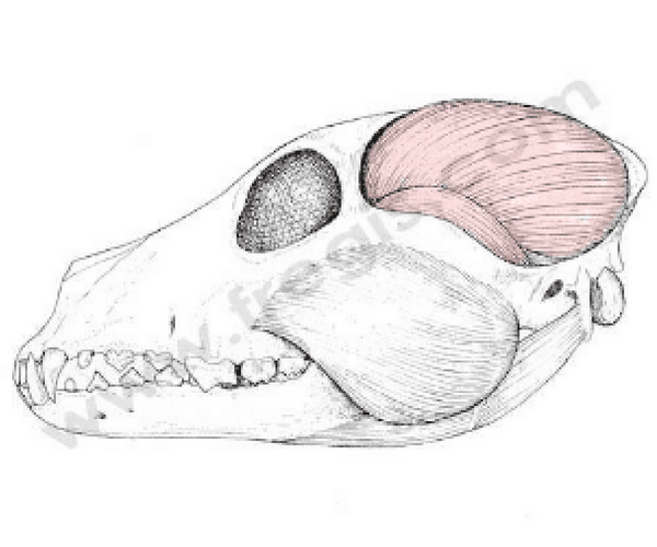 Muscle temporal