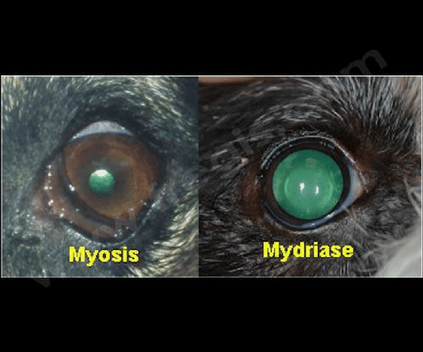 Myosis Chez Le Chat Centre Hospitalier Veterinaire Fregis Myosis Chez Le Chat Centre Hospitalier Veterinaire Fregis