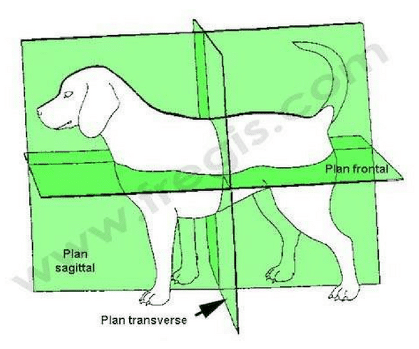 Plan frontal-saggital-transverse