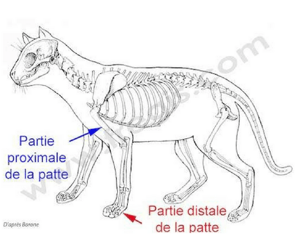 Proximal