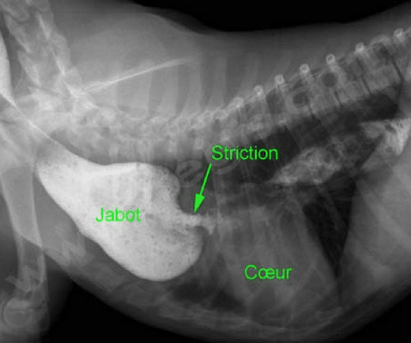 Regurgitation Chez Le Chat Centre Hospitalier Veterinaire Fregis
