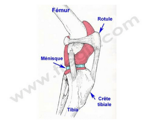 Rotule