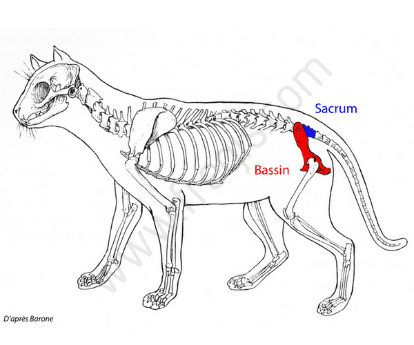 Sacrum