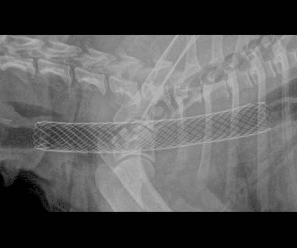 Radiographie d’un stent en place chez un chien atteint de collapsus de la trachée