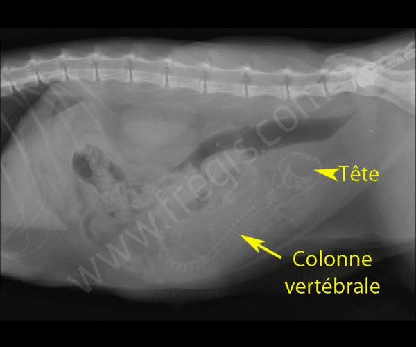Syndrome du chiot-chaton