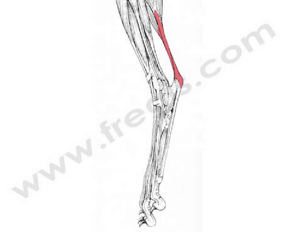 Tendon d'Achille