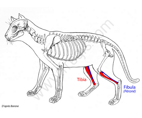 Tibia