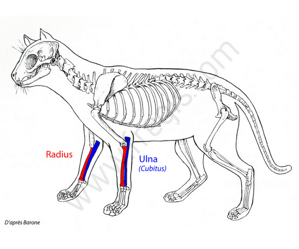 Ulna