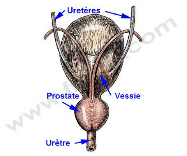 Uretère