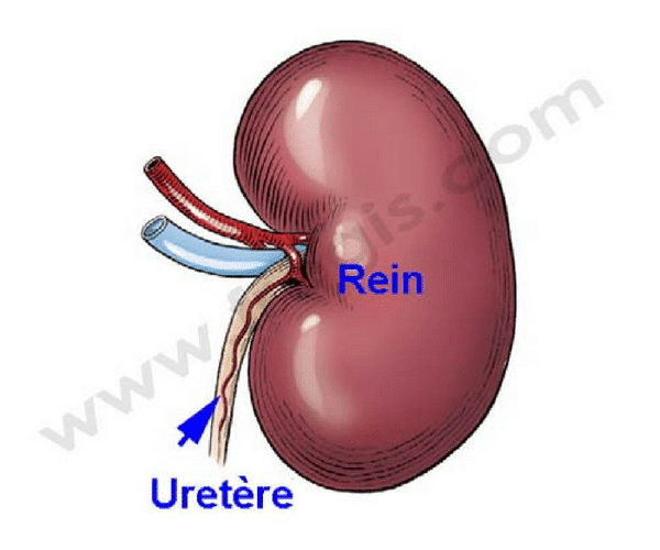 Uretère