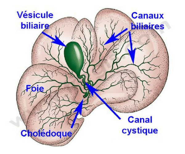 Vésicule biliaire