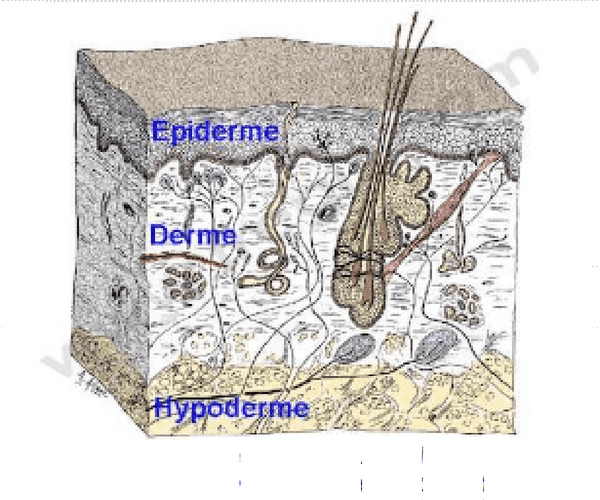derme epiderme hypoderme