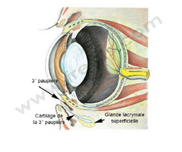 glande lacrymale superficielle
