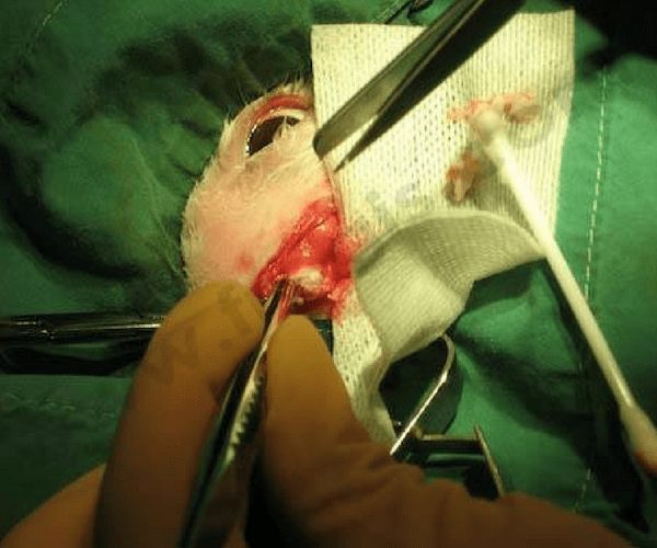 Vue per opératoire d’un abcès de lapin et chirurgie