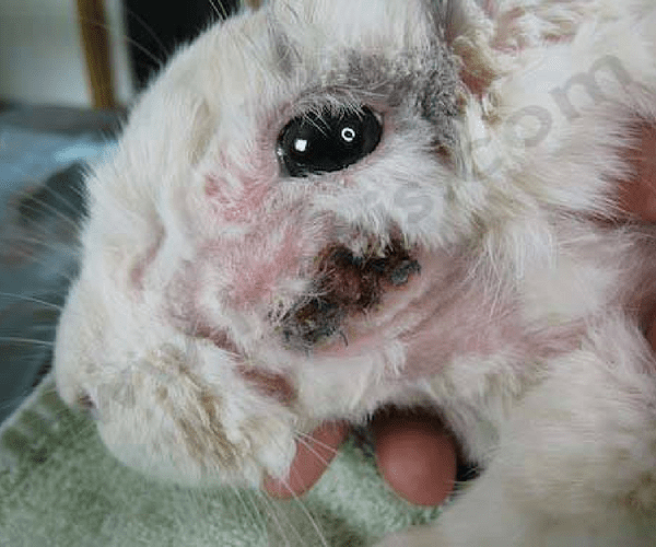 Lapin juste après une chirurgie d’abcès dentaire, la plaie va se refermer petit à petit