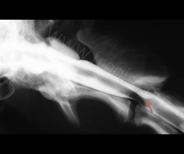 Myélographie sur un chien présentant un diverticule (ou kyste) arachnoïdien.