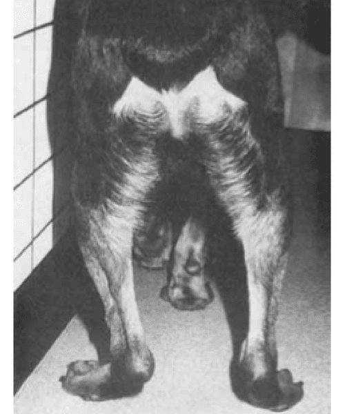 Chien de 7 mois, de race Rottweiler atteint d’une myopathie distale juvénile : hyperflexion des jarrets, plantigradie. (D’après Hanson et al 1998)