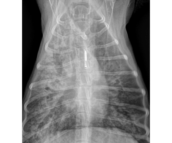 Radiographie pulmonaire de face d’un chien en provenance du Canada et présentant une histoplasmose.