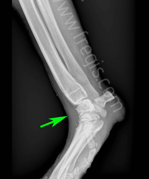 Radiographie en contrainte effectuée sur le carpe d’un chien. Mise en évidence d’une hyperextension du carpe.