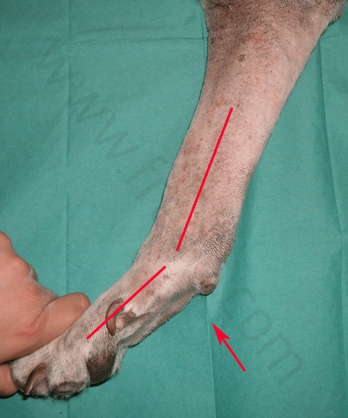 syndrome d’hyperextension du carpe chez un chien