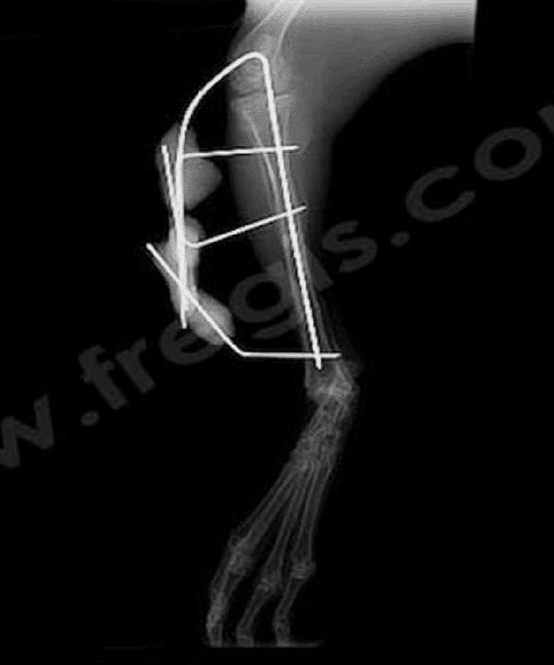 Montage Tie in sur une fracture du tibia chez un Lapin