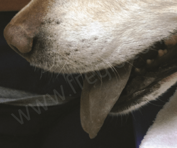 cyanose des muqueuses d’un chien intoxiqué par du paracétamol