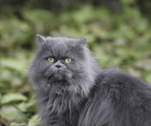 Le chat Persan présente une prédisposition à l’histoplasmose