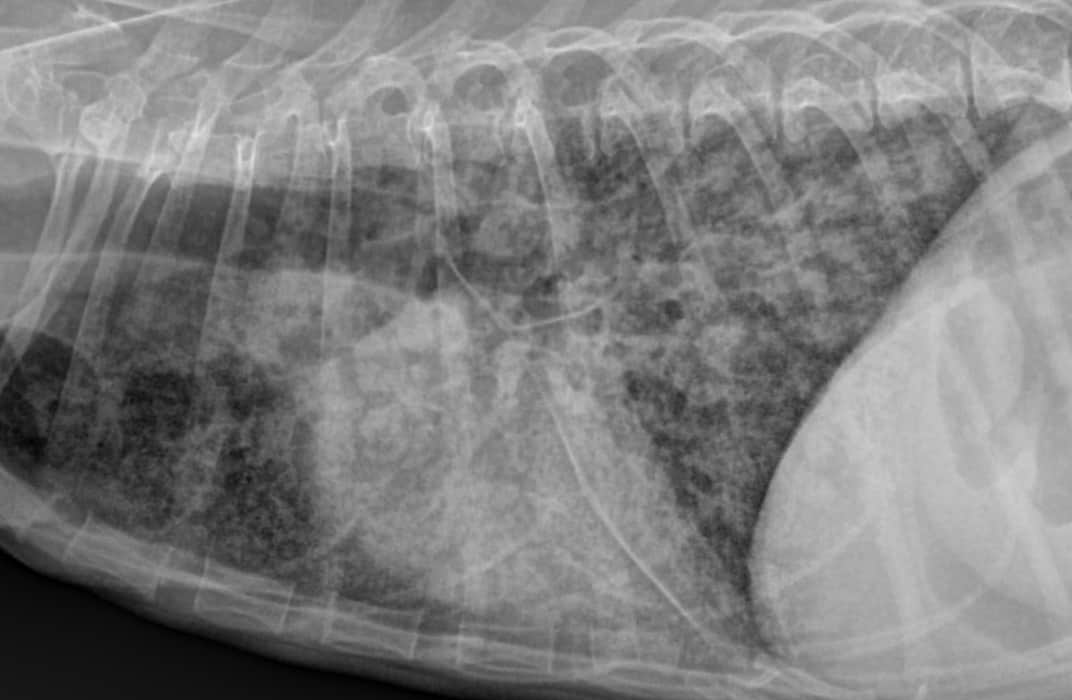 Radiographie pulmonaire de profil d’un chien en provenance du Canada et présentant une histoplasmose.