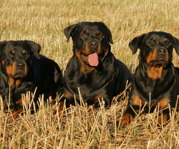 La polyneuropathie distale sensorielle et motrice concerne les chiens de race Rottweiler.
