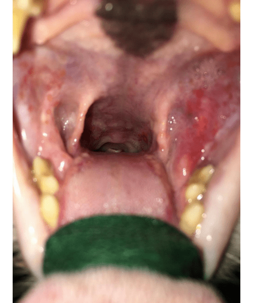 Stomatite chez un chat atteint de FIV (virus de l’immunodéficience féline)