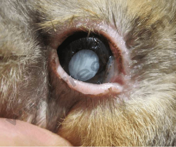 Systeme Oculaire Chez Le Lapin Centre Hospitalier Veterinaire Fregis