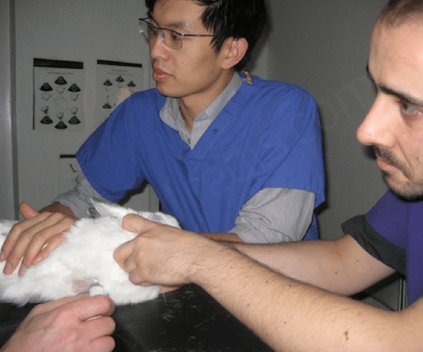 Echocardiographie sur un lapin