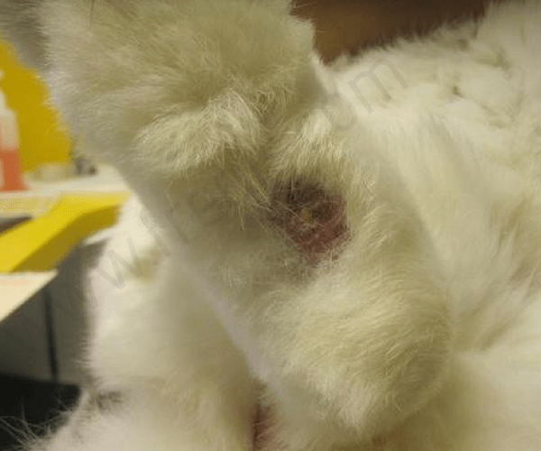 Pododermatite sur la patte arrière d’un lapin