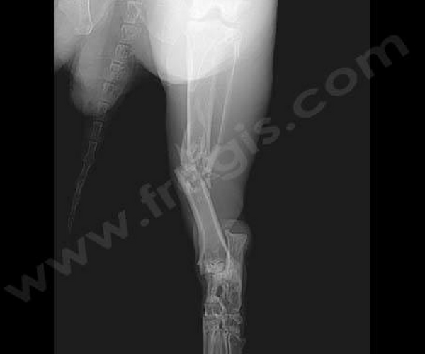 Fracture de la patte d’un lapin (tibia).