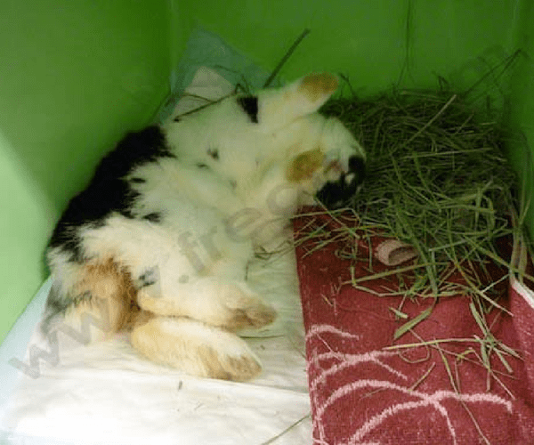 Lapin infecté par E.cuniculi