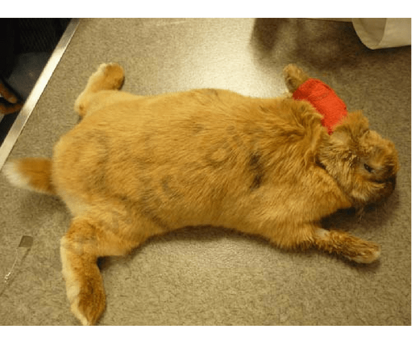 Système nerveux lapin