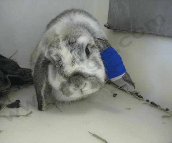 Lapin bélier avec la tête penché