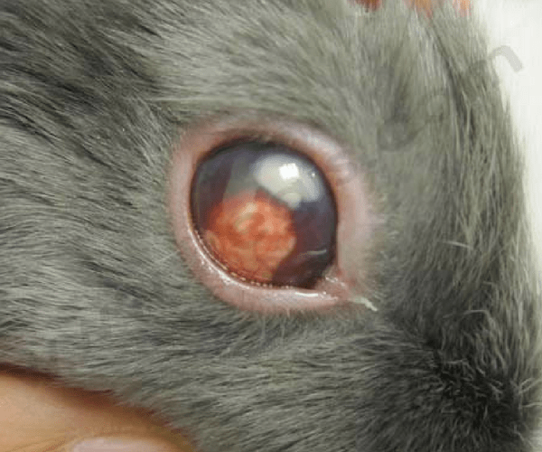 Lapin atteint d’abcès oculaire