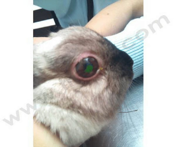 Un lapin souffrant d’ulcère cornéen révélé avec un test