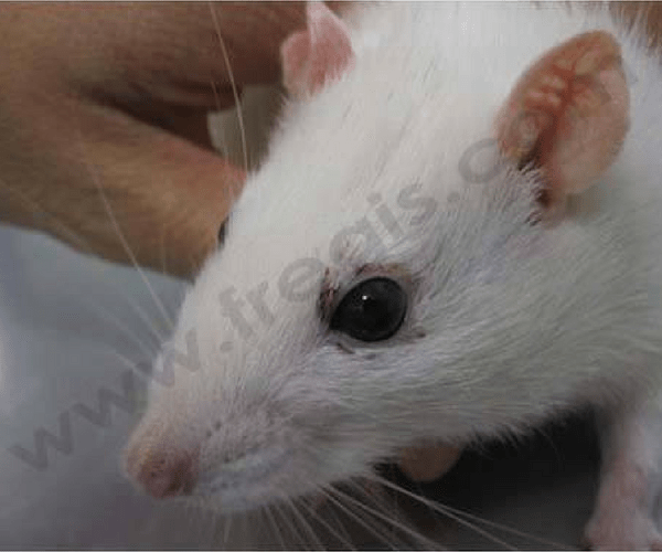Rat avec une chromodacryorrhée