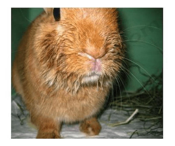Un lapin avec un écoulement nasal purulent et le nez humide