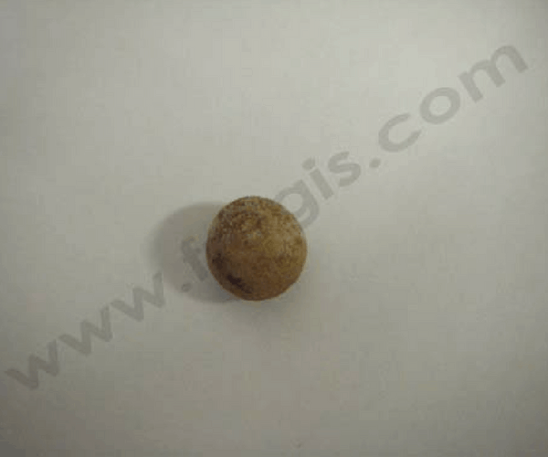 Calcul de 2cm de diamètre dans la vessie d’un Lapin
