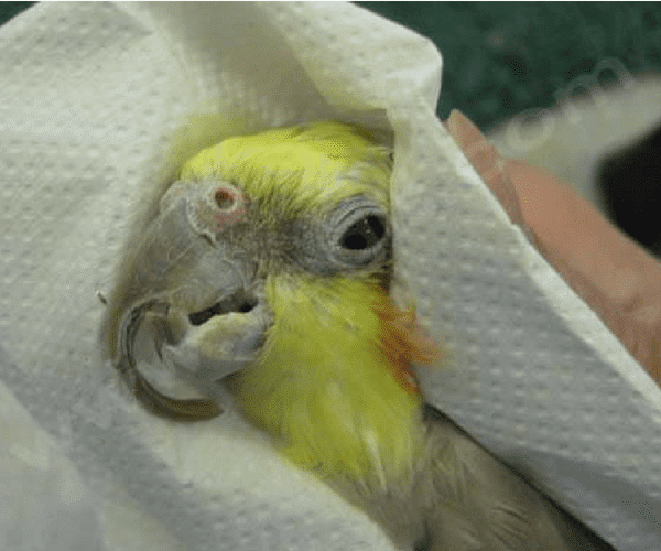 l'oiseau présente un bec déformé.
