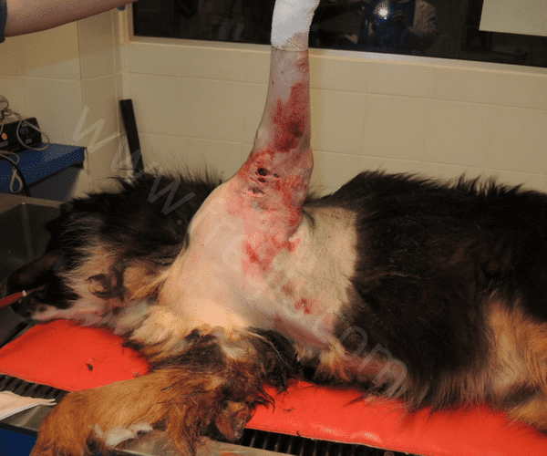 morsure chien