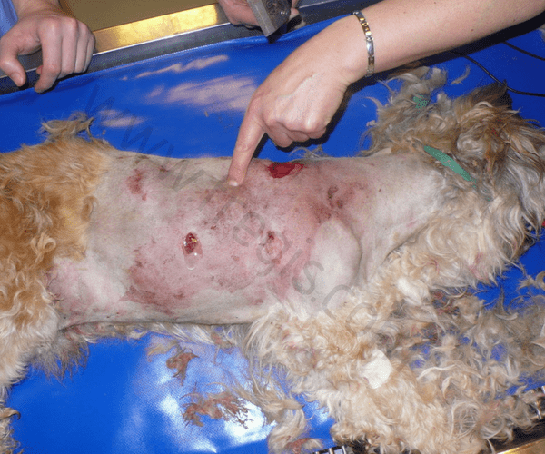 morsure chien